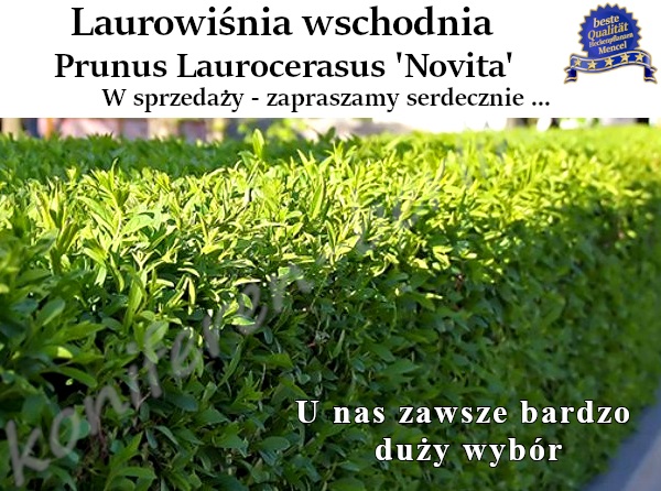 Laurowiśnia wschodnia Prunus Laurocerasus Novita 