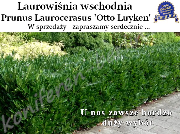 Laurowiśnia wschodnia Prunus Laurocerasus Otto Luyken 