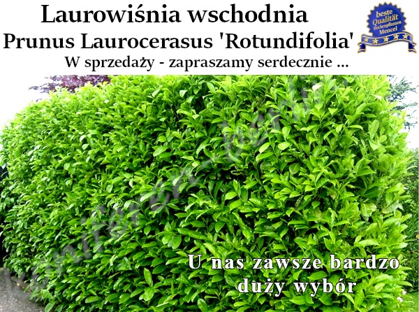 Laurowiśnia wschodnia Prunus Laurocerasus Rotundifolia 