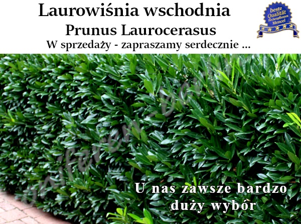 Laurowiśnia wschodnia Caucasica EtnaHerbergii Novita Otto Luyken Rotundifolia 