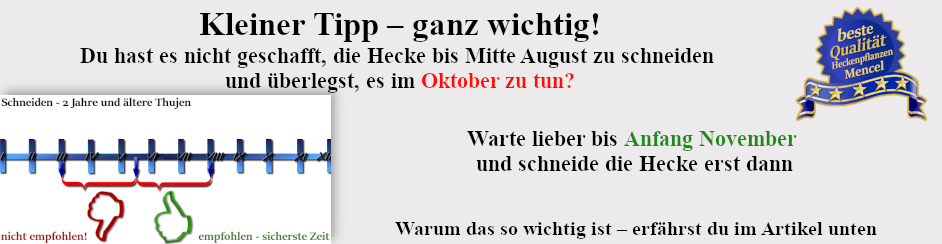 Letzter Schnitttermin für die Hecke Heckenpflanzen Mencel 