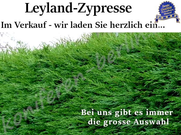 Leyland Zypresse Cupressocyparis leylandii im Verkauf Heckenpflanzen Mencel in Wulkau 