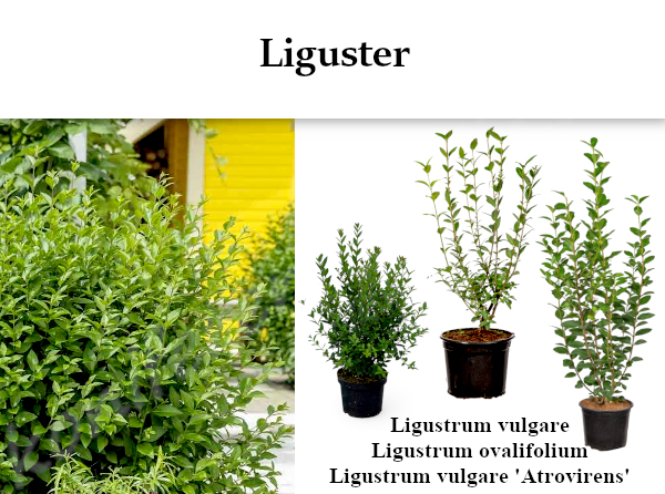 Ligustrum vulgare Ligustrum ovalifolium Ligustrum vulgare Atrovirens im Topf Heckenpflanzen Mencel 