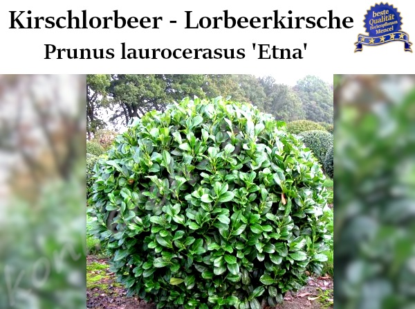 Lorbeerkirsche Prunus laurocerasus Etna 