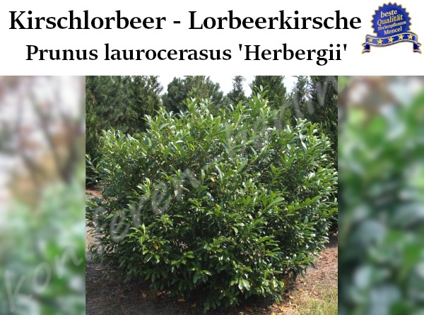 Lorbeerkirsche Prunus laurocerasus Herbergii Kirschlorbeer