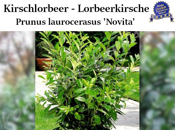 Lorbeerkirsche Prunus laurocerasus Novita 