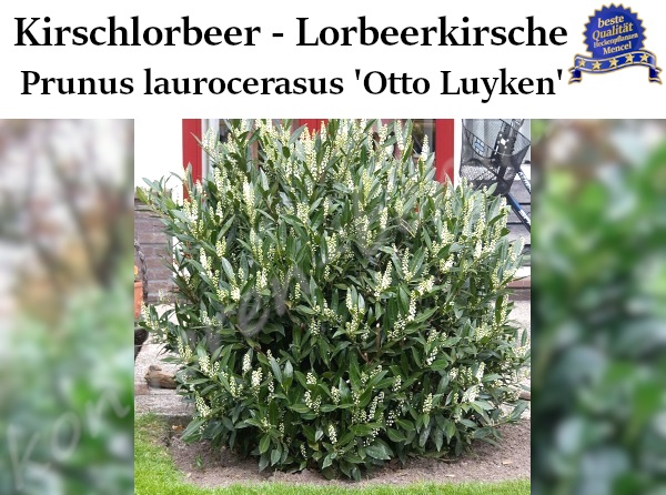 Lorbeerkirsche Prunus laurocerasus Otto Luyken 
