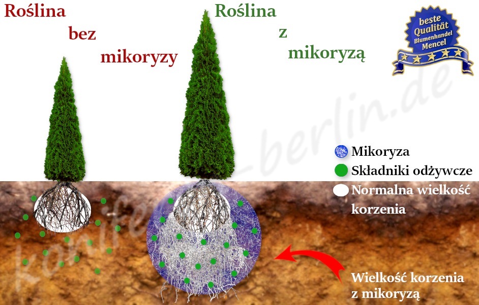 Mikoryza symbioza grzybów wielkość systemu korzeniowego