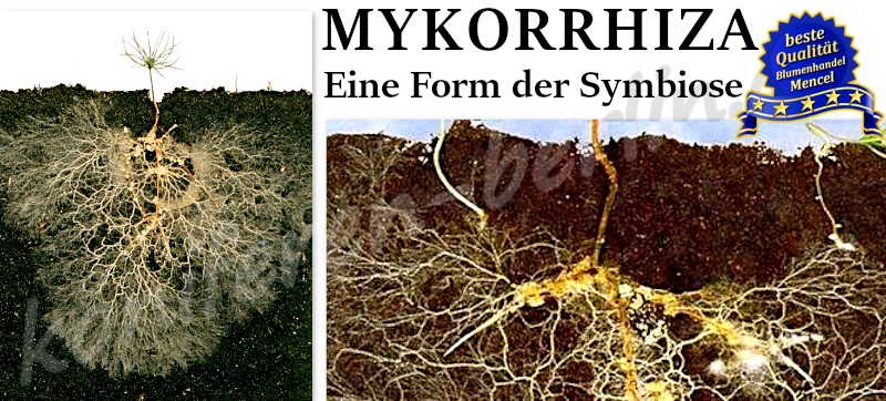 Mykorrhiza Pilzen eine Form der Symbiose