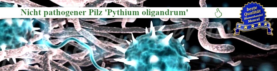 Nicht pathogener Pilz Pythium oligandrum