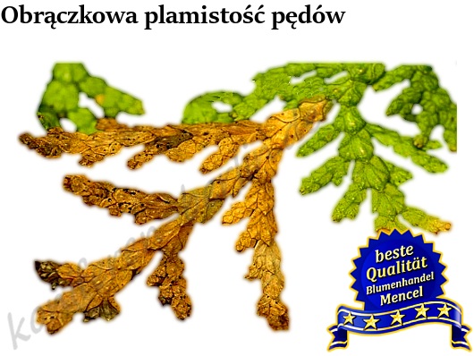Obrączkowa plamistość pędów grzyb Pestalotiopsis funerea Pestalotia funerea