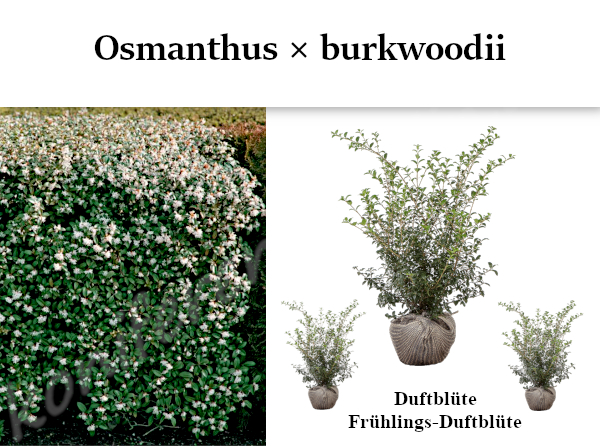 Osmanthus burkwoodii Duftblüte Frühlings Duftblüte Heckenpflaznen Mencel