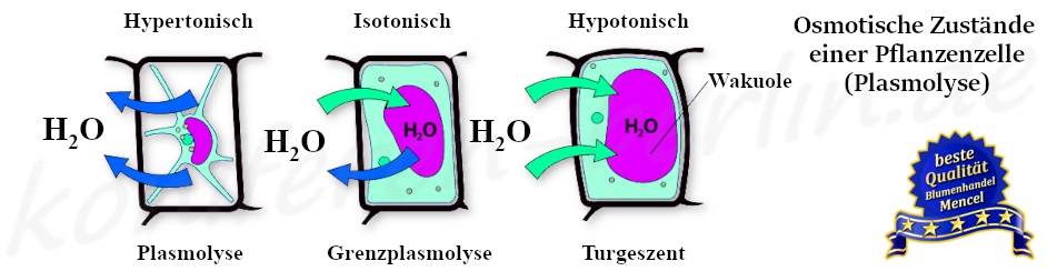 Osmotische Zustände einer Pflanzenzelle Plasmolyse 