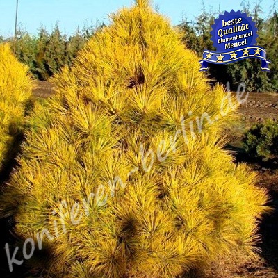 Pinus densiflora Aurea 