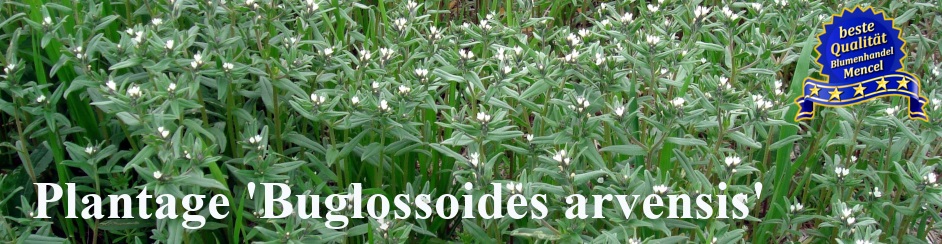 Plantage Buglossoides arvensis 