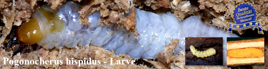 Pogonocherus hispidus Larve 