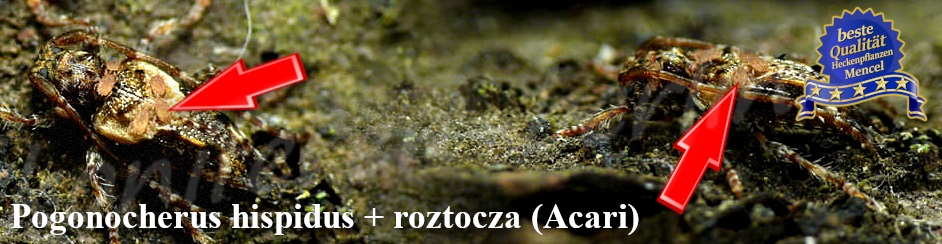 Pogonocherus hispidus roztocza Acari 