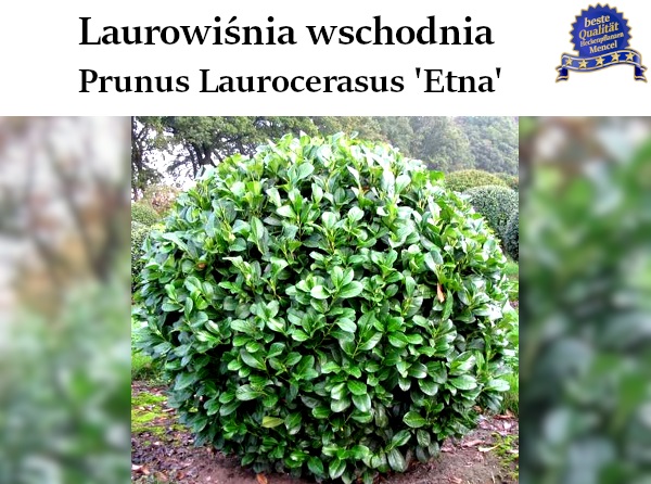Prunus Laurocerasus Etna