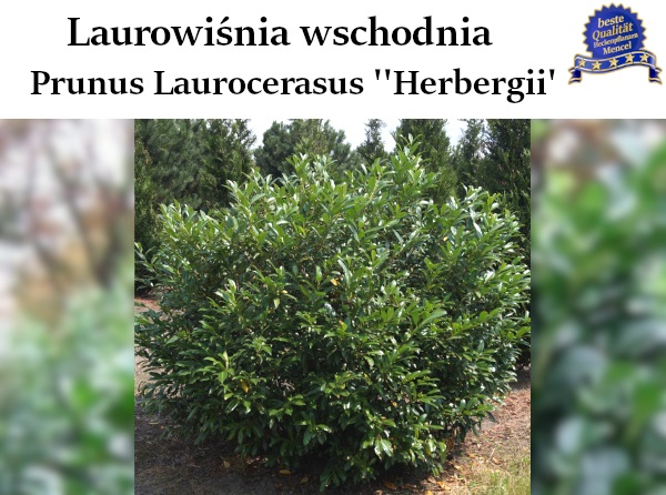 Prunus Laurocerasus Herbergii 