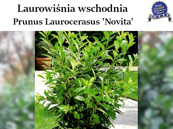 Prunus Laurocerasus Novita 