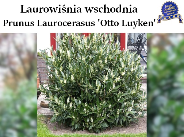 Prunus Laurocerasus Otto Luyken 