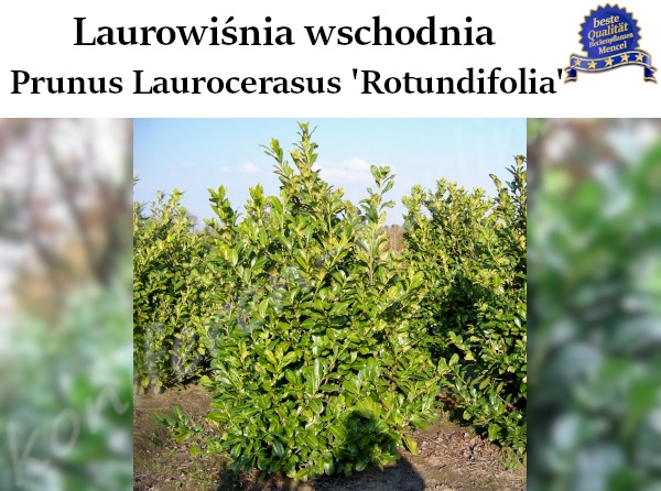 Prunus Laurocerasus Rotundifolia 