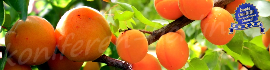Prunus armeniaca Somo 