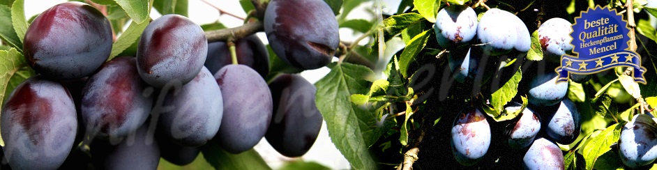 Prunus domestica Węgierka Dąbrowicka