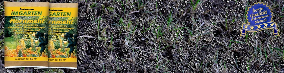 Rasen nach Vertikutieren mit Bentonit und Mykorrhiza und Hornmehl bestreut 