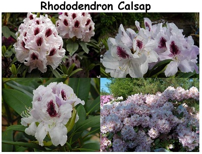 Rhododendron Hybrid Calsap