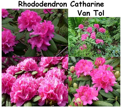 Rhododendron Hybrid Catharine Van Tol