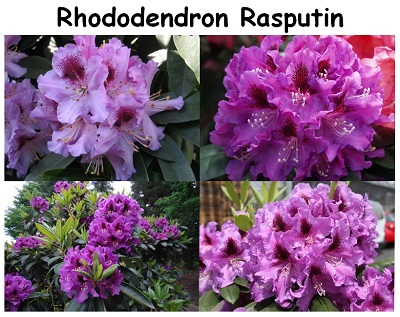 Rhododendron Hybrid Rasputin
