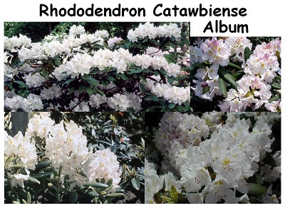 Rhododendron Hybrid Catawbiense Album