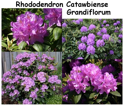 Rhododendron Hybride Catawbiense Grandiflorum