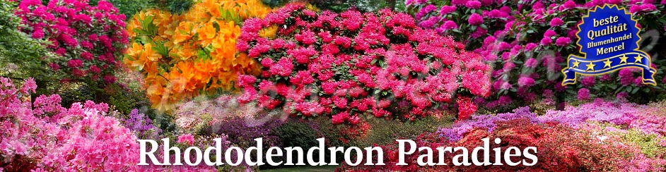 Rhododendron Paradies Blumenhandel Mencel Berlin