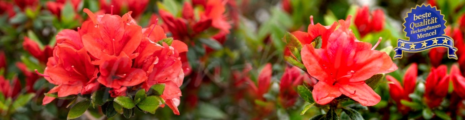 Rhododendron obtusum Juliette 