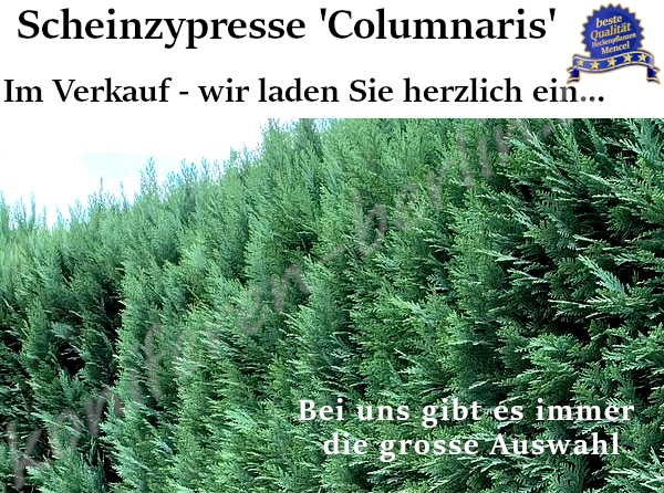 Scheinzypresse Columnaris im Verkauf Heckenpflanzen Mencel in Wulkau 