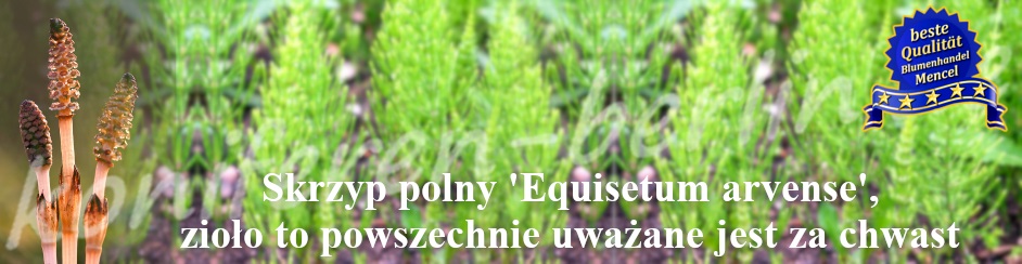 Skrzyp polny zioło Equisetum arvense