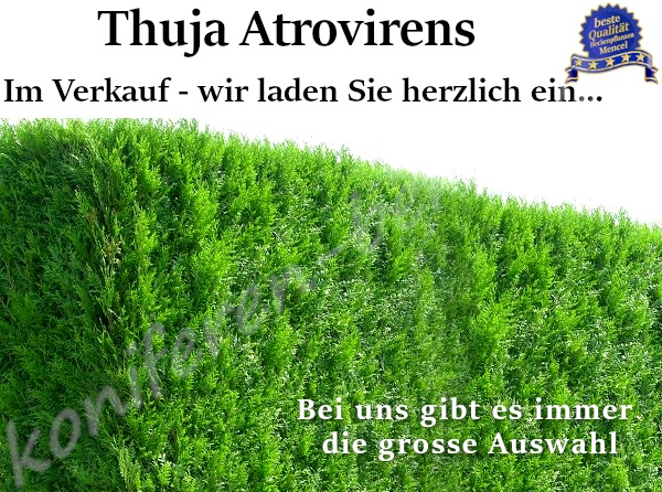 Thuja Atrovirens Im Verkauf Heckenpflanzen Mencel in Wulkau 