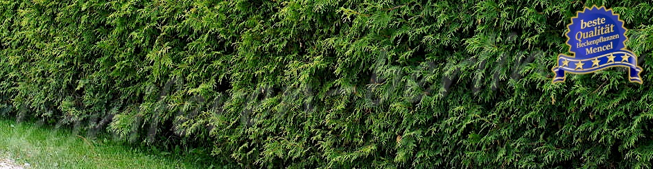Thuja occidentalis Heckenpflanzen Mencel Wulkau 