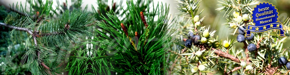 Wacholder Juniperus und Kiefern Pinus